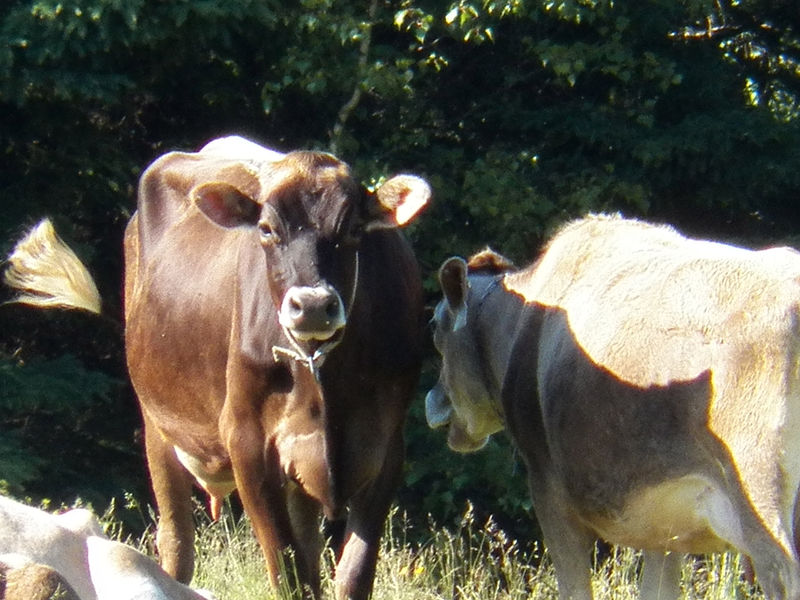 File:Two-cows.jpg